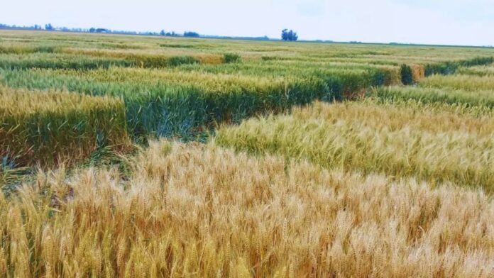 Trigo: la Bolsa de Rosario estimó una caída de 7% en la siembra