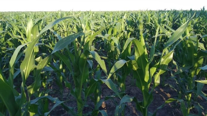 La baja de la urea vuelve a poner al maíz en carrera para la próxima campaña