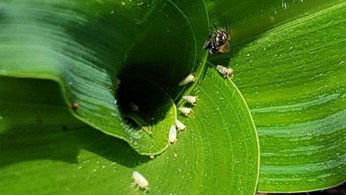 La chicharrita sigue activa en zonas endémicas y crece la expectativa por heladas que frenen su avance