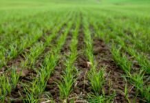 La siembra de trigo alcanzó el 55% en Santa Fe, pero las lluvias frenaron el ritmo de trabajo