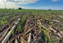 Las lluvias de junio reactivaron la siembra y el trigo ya cubre más de la mitad del área prevista