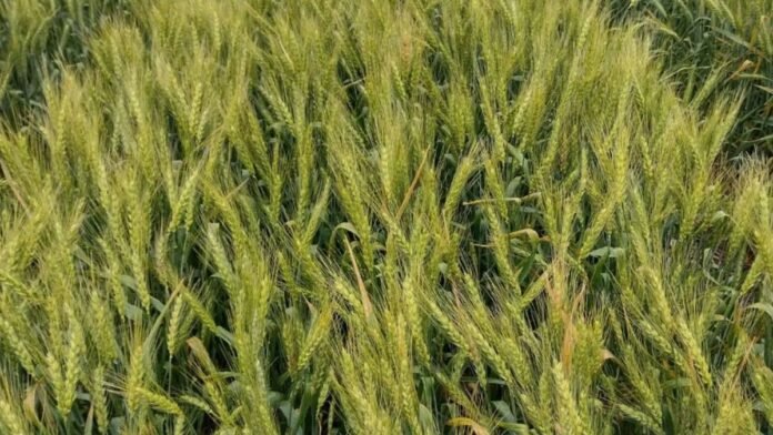 Trigo: costos en alza y precios estancados complican la campaña en Entre Ríos