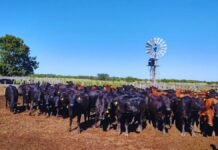 Campos ganaderos: nuevo boom y suba de precios