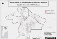 En seis meses se deforestaron más de 40 milhectáreas en el norte argentino