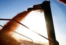 Las lluvias frenaron la cosecha de maíz tardío y consolidaron una buena campaña triguera en el centro norte de Santa Fe