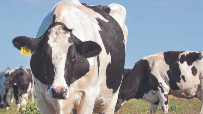 Cómo preparar los sistemas lecheros para afrontar El Niño