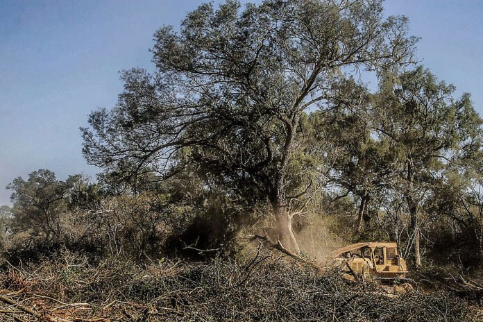 Día del árbol: Greenpeace reclama no flexibilizar la Ley de Bosques