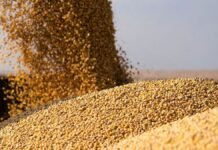 El campo puede darle impulso a la economía en el segundo semestre si acelera la venta de soja