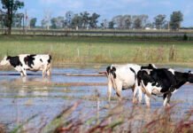 “Super Niño” en puerta: Las decisiones que el campo deberá tomar antes de que llegue el verano