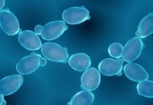 Autorizan una nueva levadura diseñada para producir bioetanol
