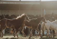 Desde marzo de 2027 será obligatoria la identificación con microchips de los caballos