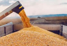 El USDA enfría las apuestas alcistas y pone a los granos frente a un escenario de mayor presión