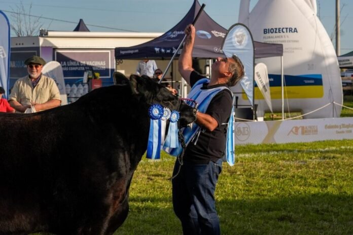 “Josecito”, el Gran Campeón Macho en la Semana Angus de Primavera