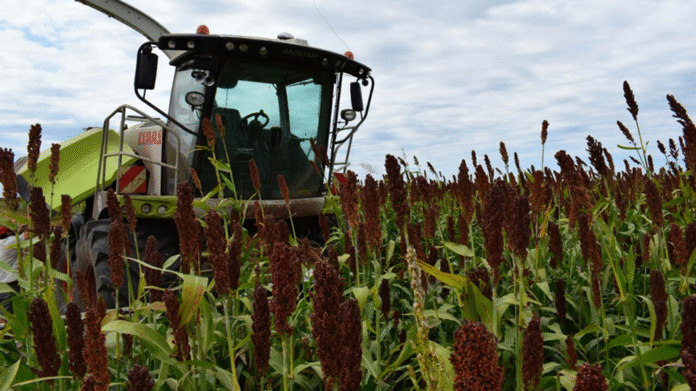 Menor oferta mundial abre una ventana para el sorgo argentino