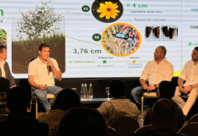 Presentan herramienta para manejar Pasto cubano, una maleza que mide 7 metros