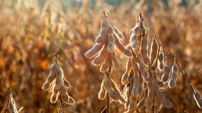 Acuerdo Mercosur-Unión Europea: Una gran oportunidad para el agro, con letra chica