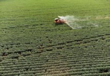 Agrotóxicos: Greenpeace expresa preocupación por la exoneración de una investigadora del INTA