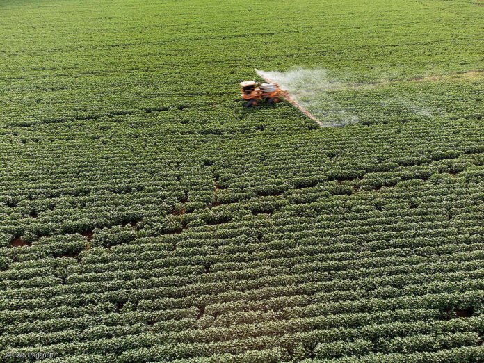 Agrotóxicos: Greenpeace expresa preocupación por la exoneración de una investigadora del INTA
