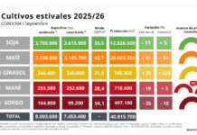 Córdoba: un maíz récord corona el cierre de la campaña 2025/26