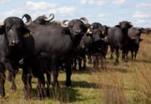 Corrientes expuso su potencial bubalino y busca el agregado de valor