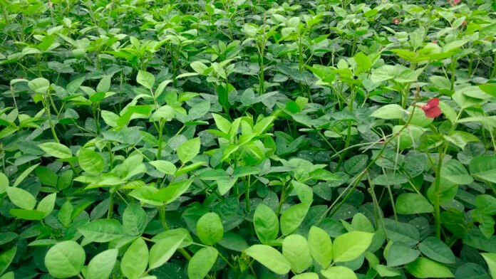 Cultivo de servicio: Una herramienta que evoluciona y amplía sus posibilidades