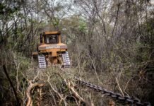 Greenpeace documentó topadoras arrasando bosques en territorio wichí, al norte de Salta