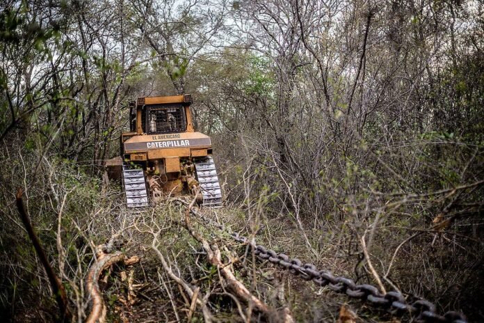 Greenpeace documentó topadoras arrasando bosques en territorio wichí, al norte de Salta