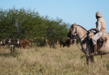 Invierten US$ 22,8 millones en un campo ganadero de Salta