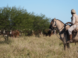 Invierten US$ 22,8 millones en un campo ganadero de Salta