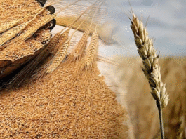 Las Exportaciones agroindustriales fueron récord en septiembre crecieron 17% en volumen