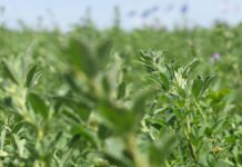 Mejoramiento genético de alfalfa: el INTA presentó innovaciones clave para sistemas productivos