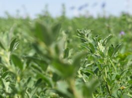 Mejoramiento genético de alfalfa: el INTA presentó innovaciones clave para sistemas productivos