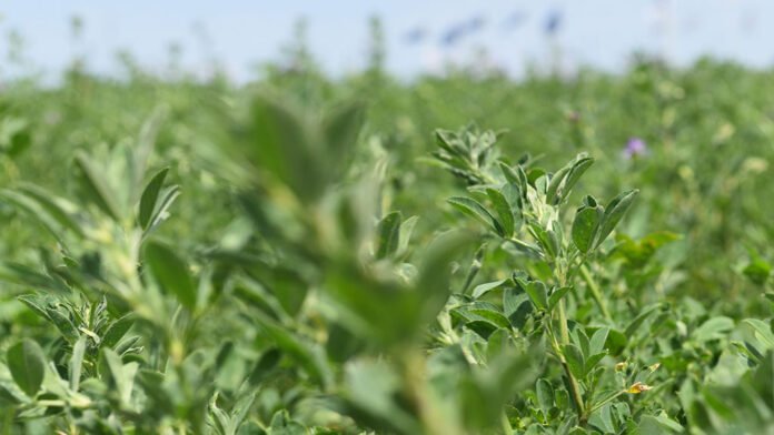 Mejoramiento genético de alfalfa: el INTA presentó innovaciones clave para sistemas productivos