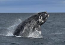 Mortandad de ballenas en la Patagonia: Greenpeace alerta sobre una crisis en el Mar Argentino