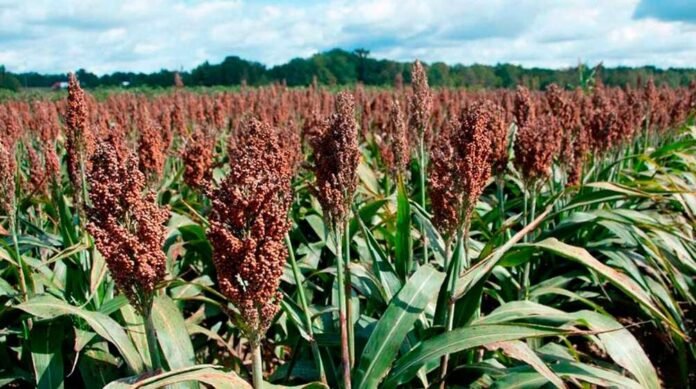 Sorgo y la regla de oro: El mercado define el híbrido